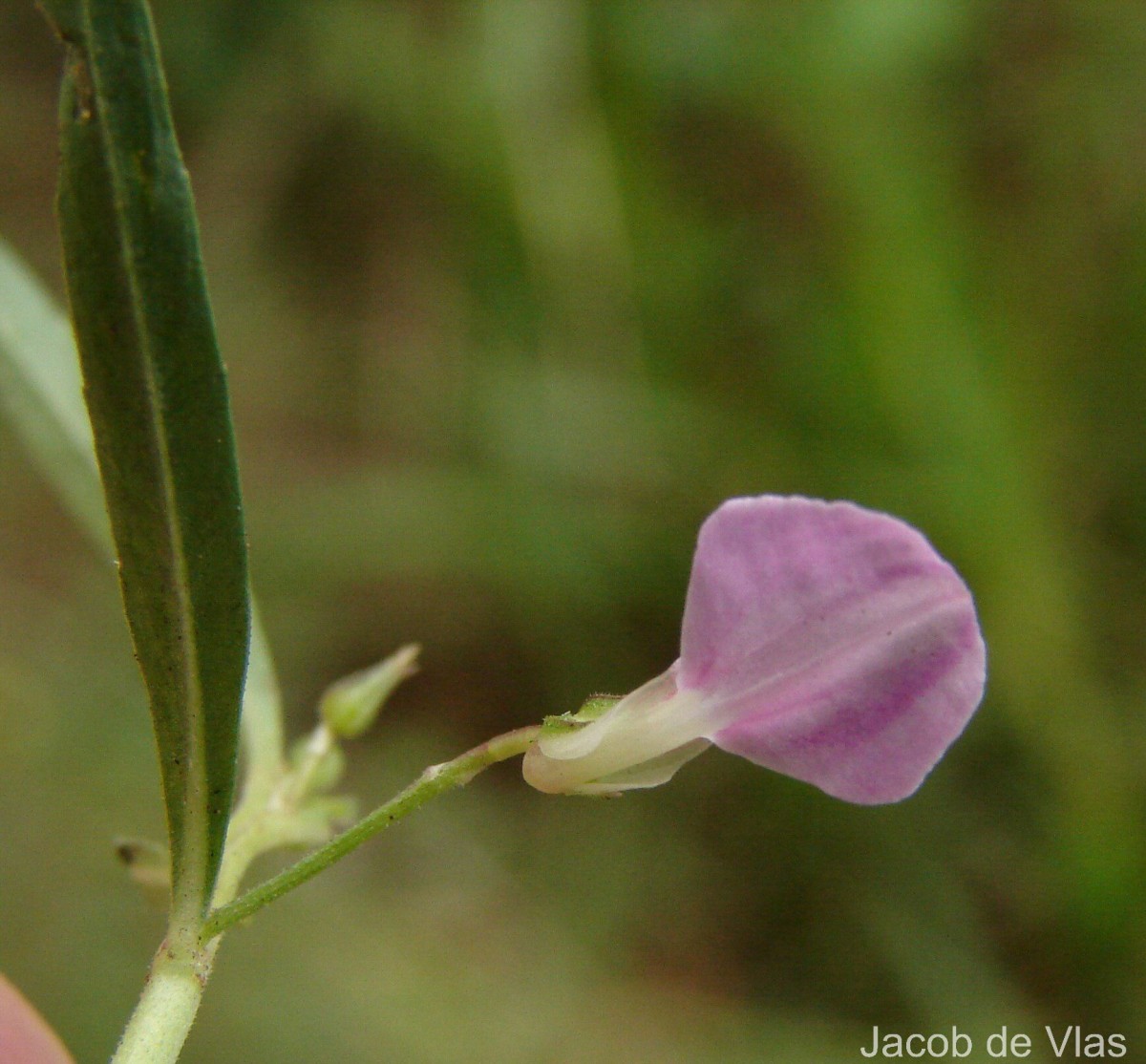 Pigea enneasperma (L.) P.I.Forst.